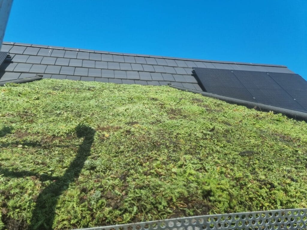 Sedum onderhouden